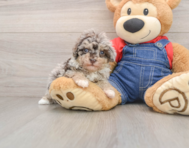 9 week old Havapoo Puppy For Sale - Pilesgrove Pups