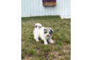 Havapoo Pup Being Cute