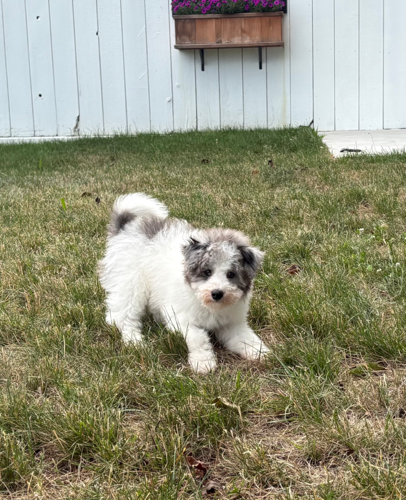 Havapoo Pup Being Cute