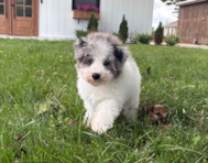 12 week old Havapoo Puppy For Sale - Pilesgrove Pups