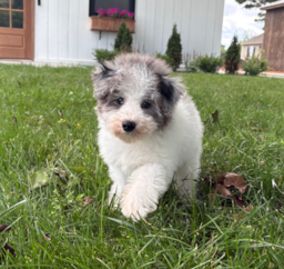 14 week old Havapoo Puppy For Sale - Pilesgrove Pups