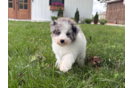 Havapoo Pup Being Cute