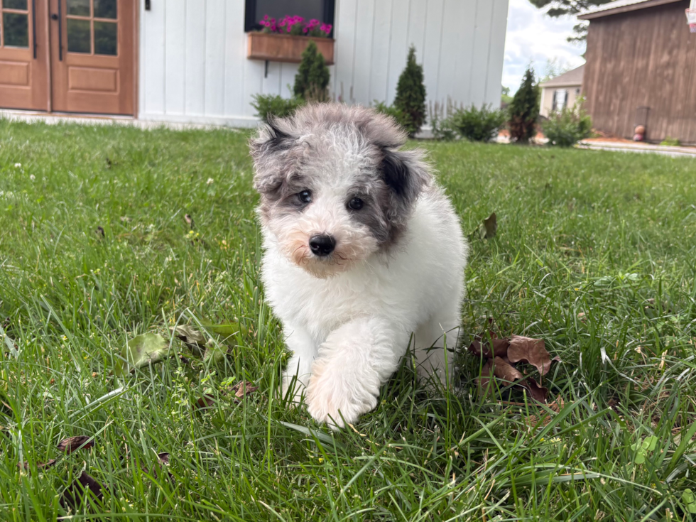 Havapoo Pup Being Cute