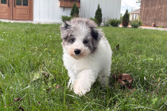 Havapoo Pup Being Cute