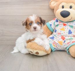 8 week old Havapoo Puppy For Sale - Pilesgrove Pups