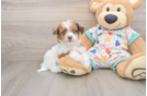 Adorable Havadoodle Poodle Mix Puppy