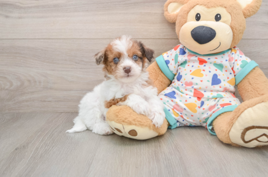Adorable Havadoodle Poodle Mix Puppy