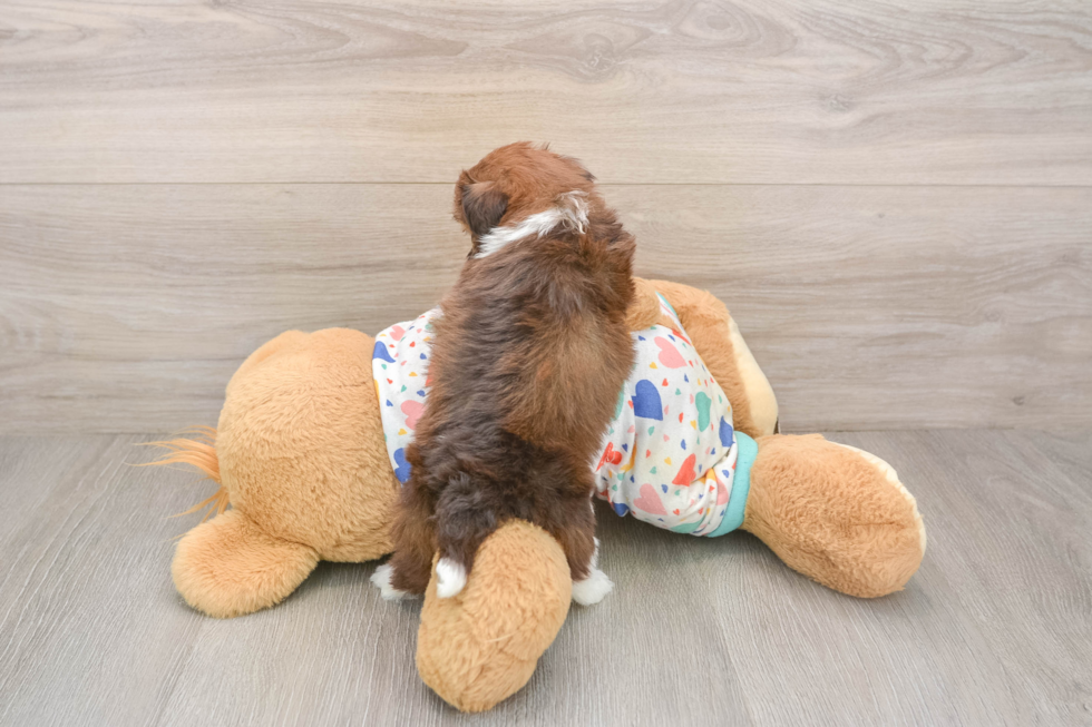 Little Havadoodle Poodle Mix Puppy