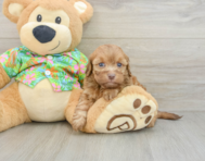 8 week old Havapoo Puppy For Sale - Pilesgrove Pups