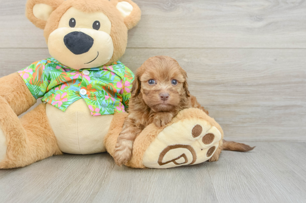 5 week old Havapoo Puppy For Sale - Pilesgrove Pups