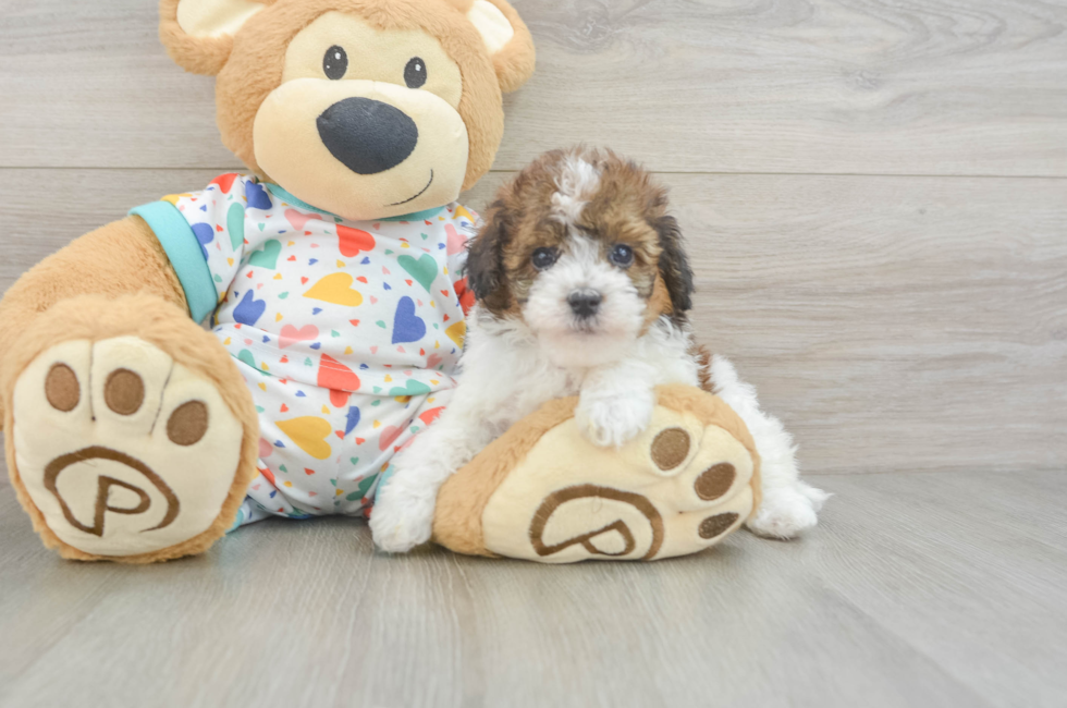 6 week old Havapoo Puppy For Sale - Pilesgrove Pups