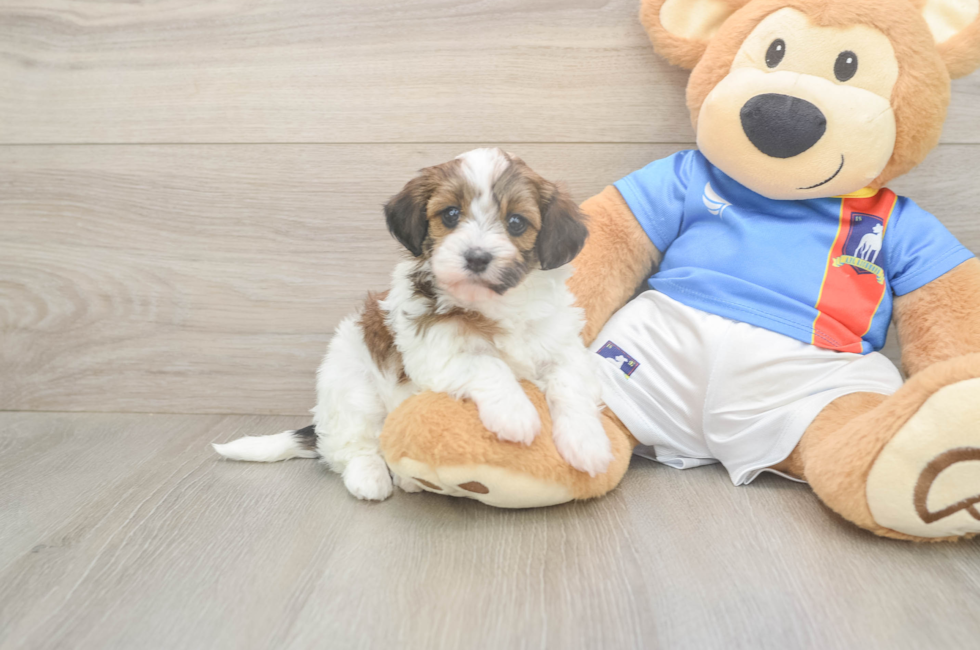5 week old Havapoo Puppy For Sale - Pilesgrove Pups