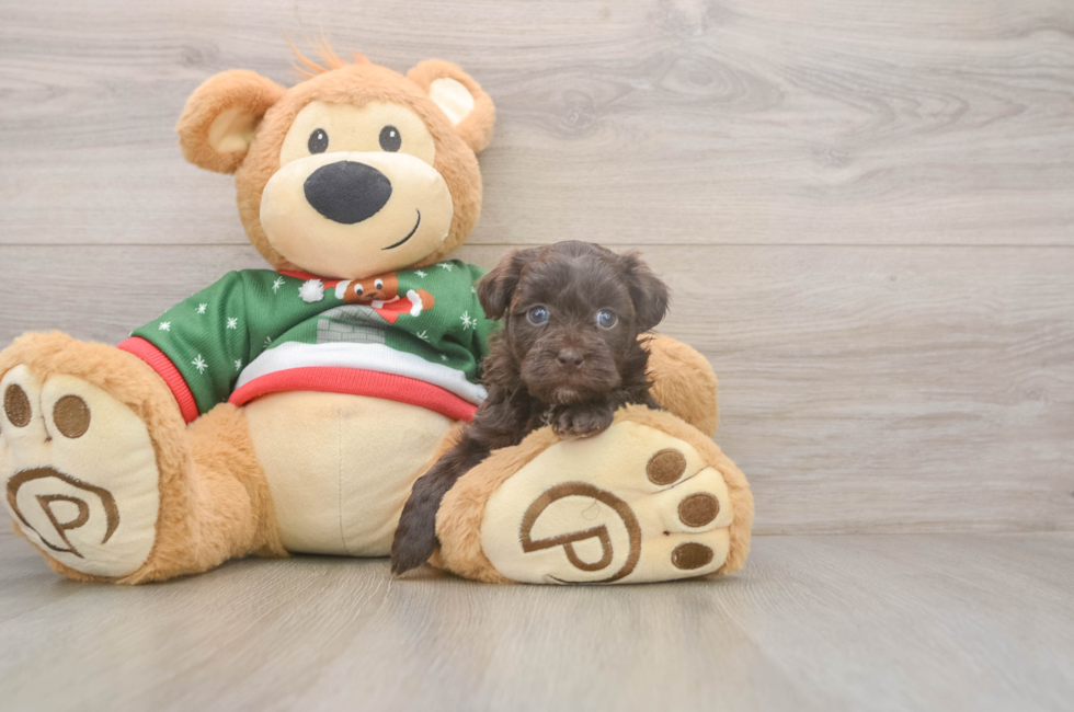 5 week old Havapoo Puppy For Sale - Pilesgrove Pups