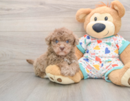 8 week old Havapoo Puppy For Sale - Pilesgrove Pups