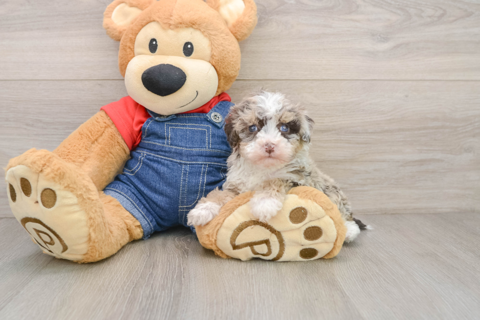 Havapoo Puppy for Adoption