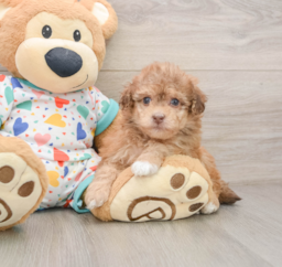 8 week old Havapoo Puppy For Sale - Pilesgrove Pups