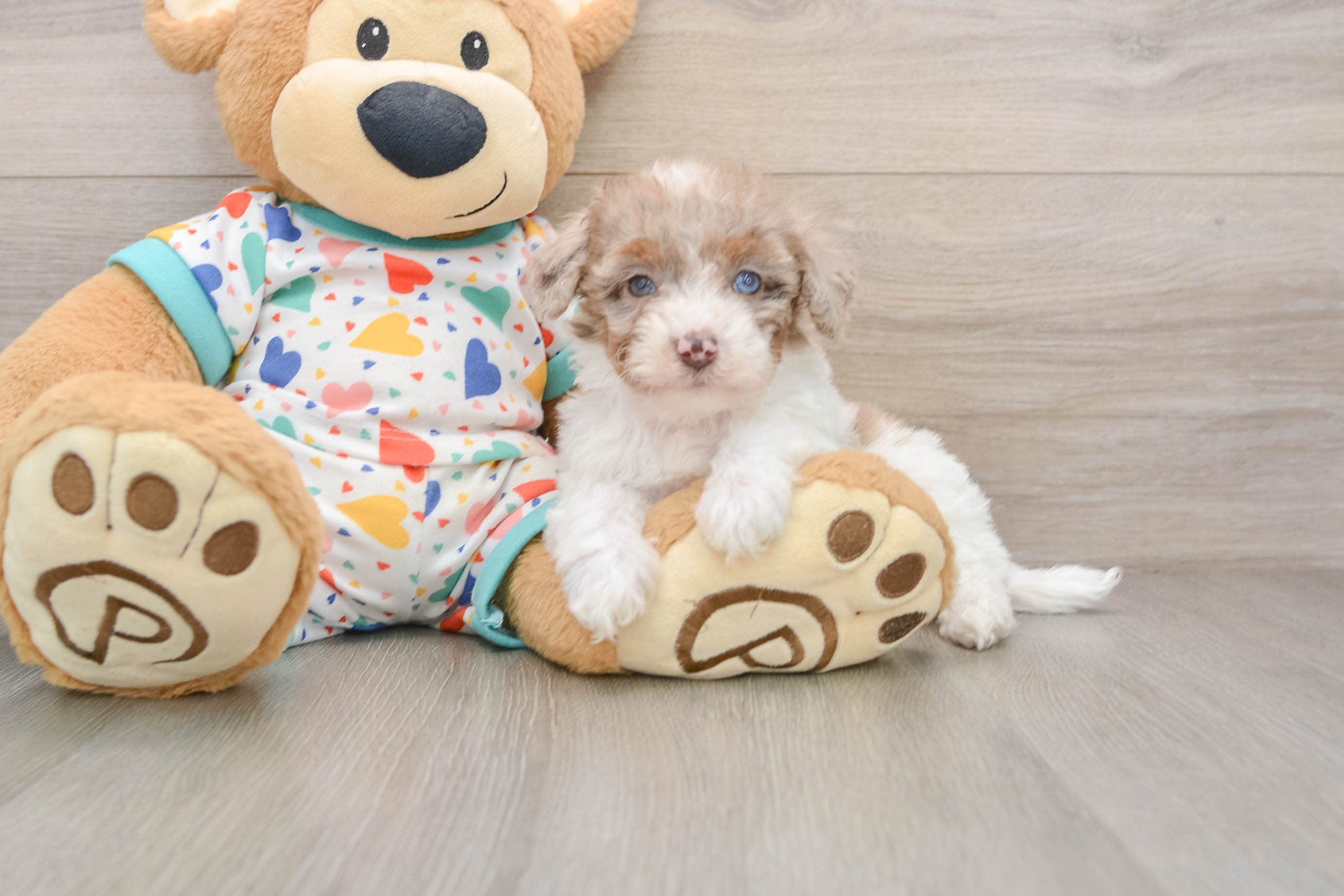 Fluffy Havapoo Poodle Mix Pup