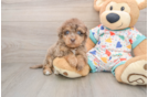 Funny Havapoo Poodle Mix Pup