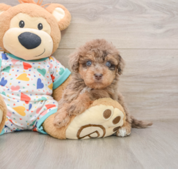 8 week old Havapoo Puppy For Sale - Pilesgrove Pups