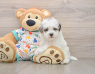 7 week old Havapoo Puppy For Sale - Pilesgrove Pups