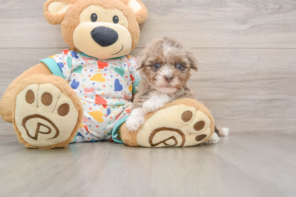 Havapoo Puppy for Adoption