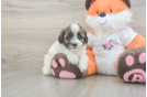 Popular Havapoo Poodle Mix Pup