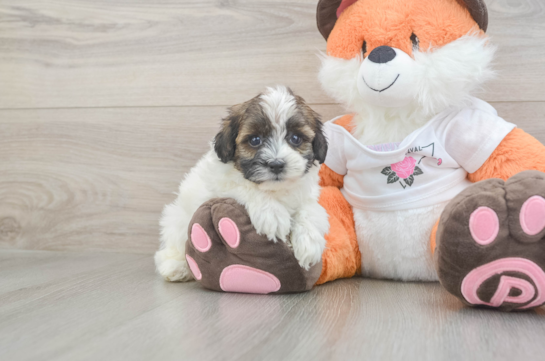 Popular Havapoo Poodle Mix Pup