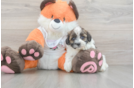 Energetic Havadoodle Poodle Mix Puppy