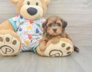 8 week old Havapoo Puppy For Sale - Pilesgrove Pups