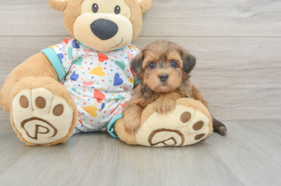 6 week old Havapoo Puppy For Sale - Pilesgrove Pups