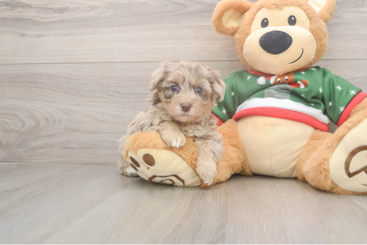 Adorable Havadoodle Poodle Mix Puppy
