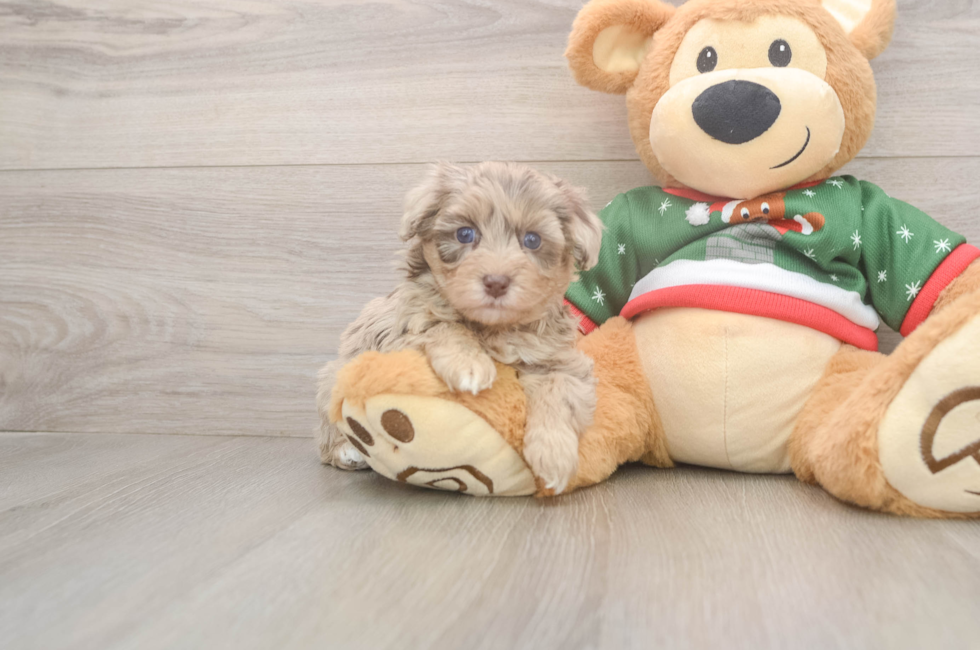 5 week old Havapoo Puppy For Sale - Pilesgrove Pups