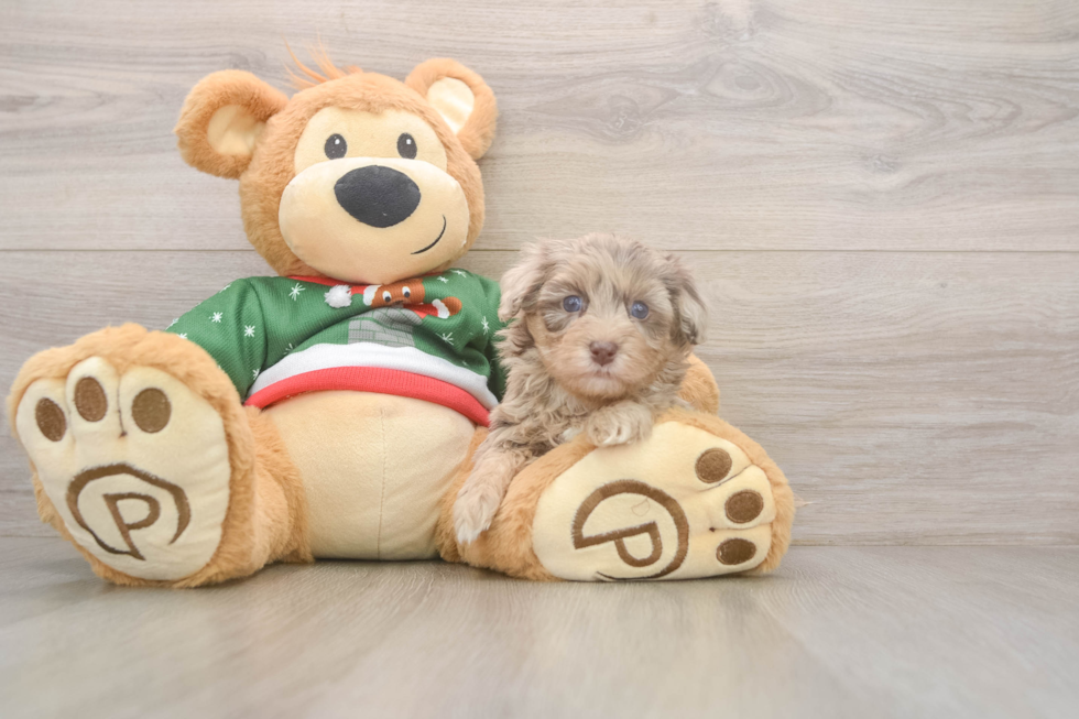 Popular Havapoo Poodle Mix Pup