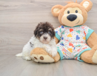 8 week old Havapoo Puppy For Sale - Pilesgrove Pups