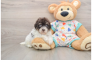 Playful Havadoodle Poodle Mix Puppy