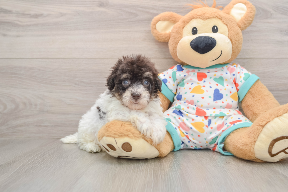 Playful Havadoodle Poodle Mix Puppy