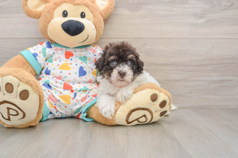 Havapoo Pup Being Cute