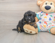 8 week old Havapoo Puppy For Sale - Pilesgrove Pups