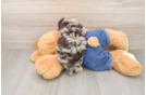Havapoo Puppy for Adoption