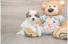 Havapoo Puppy for Adoption