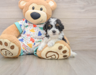 7 week old Havapoo Puppy For Sale - Pilesgrove Pups
