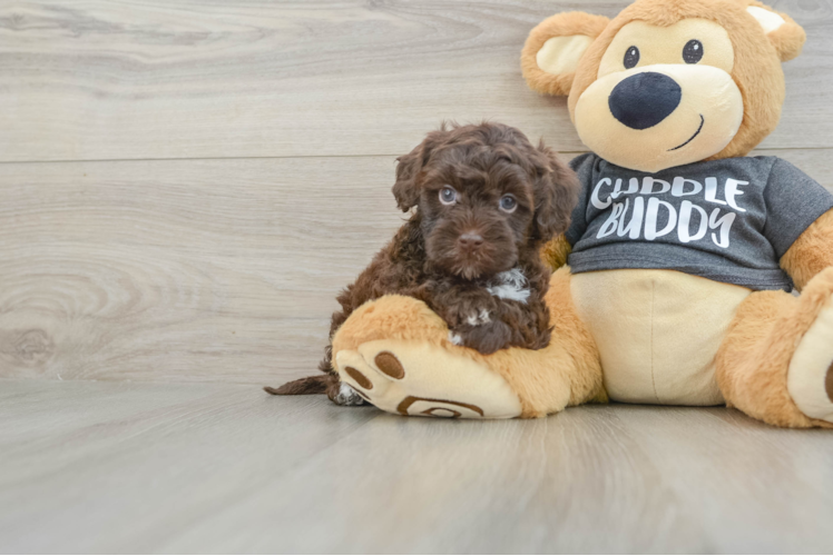 Havapoo Puppy for Adoption