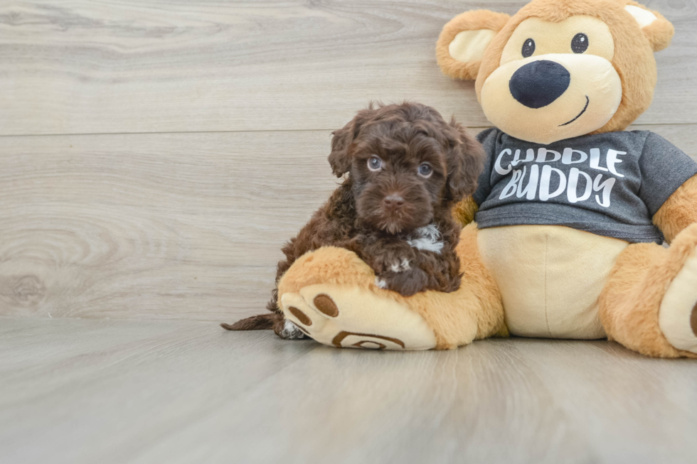 Havapoo Puppy for Adoption