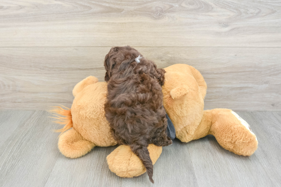 Havapoo Puppy for Adoption