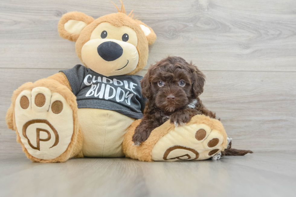 Best Havapoo Baby
