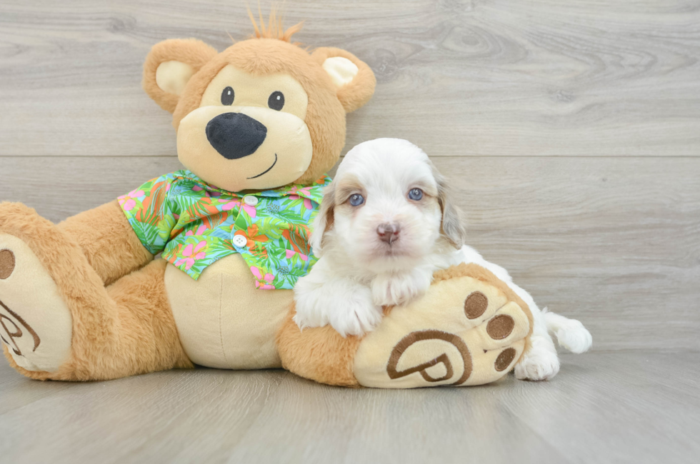 5 week old Havapoo Puppy For Sale - Pilesgrove Pups