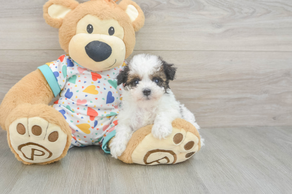6 week old Havapoo Puppy For Sale - Pilesgrove Pups