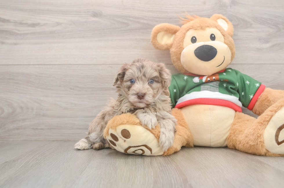 5 week old Havapoo Puppy For Sale - Pilesgrove Pups