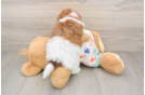 Playful Havadoodle Poodle Mix Puppy