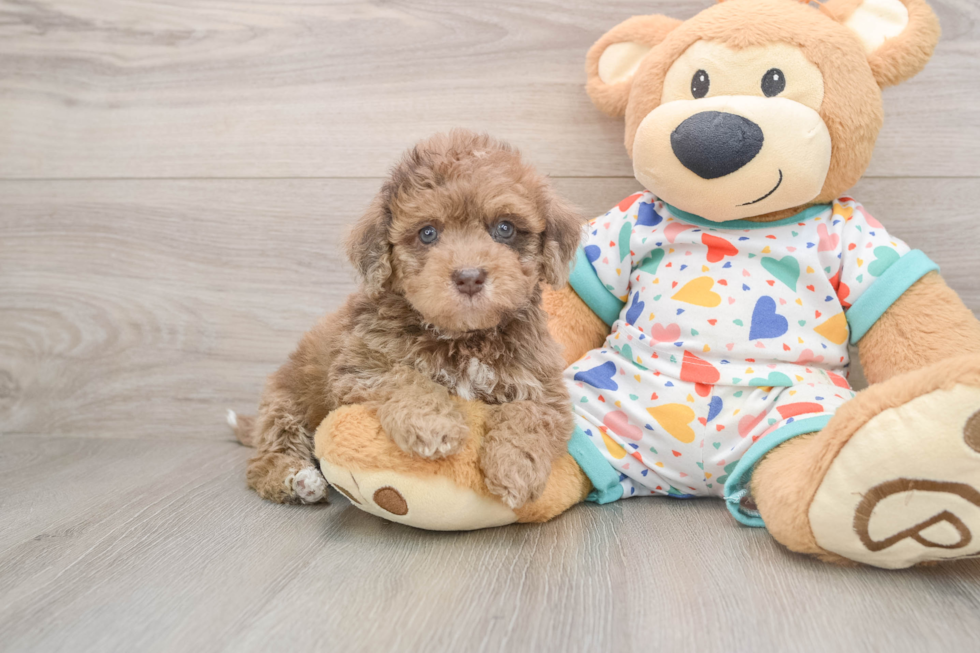 Havapoo Puppy for Adoption